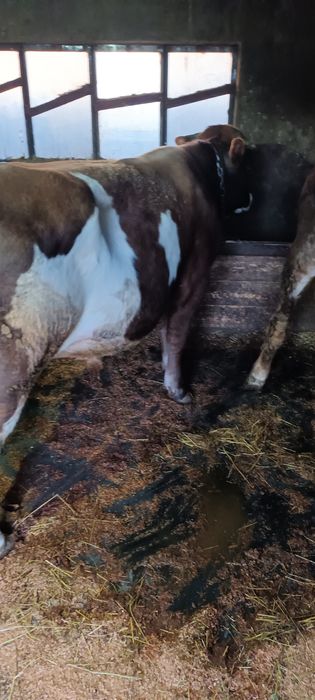 De vanzare 3 taurasi