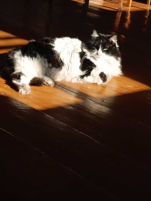 Крупный пушистый кот