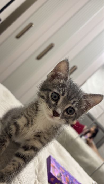 Котенок шотландский