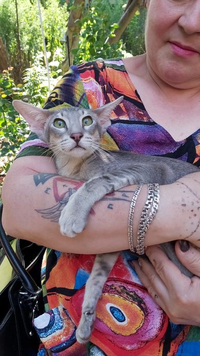 Котята ОРИЕНТАЛЬНЫЕ- голубые с документами