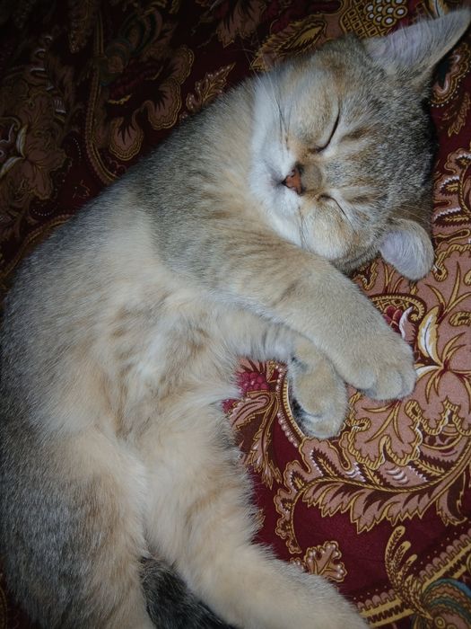 Золотистый шиншилла, 
девочка 4 месяцев,здоровый