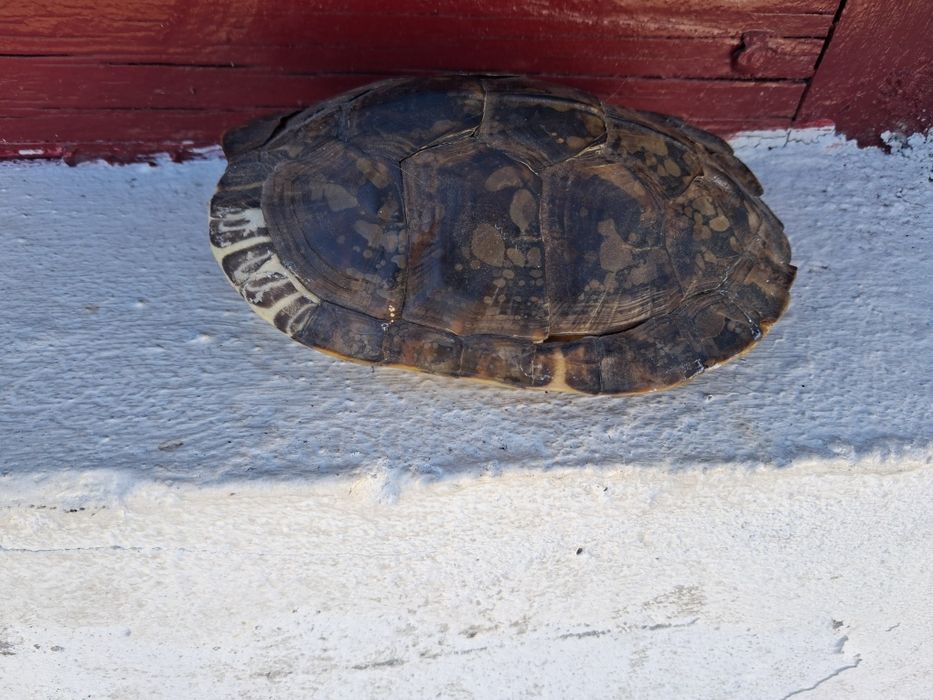 Testoasa broasca carapace