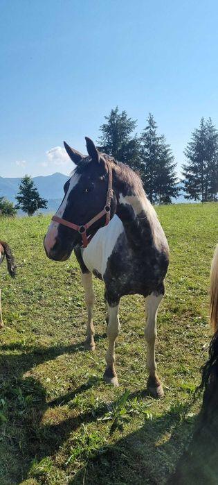 Iapa de calarie Apalusa din Olanda