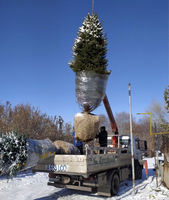 КРУПНОМЕРЫ ели голубые, ели зеленые, сосны