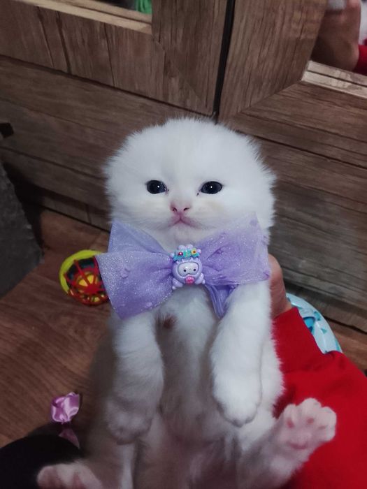 Skotish fold va strayt mushukchalar