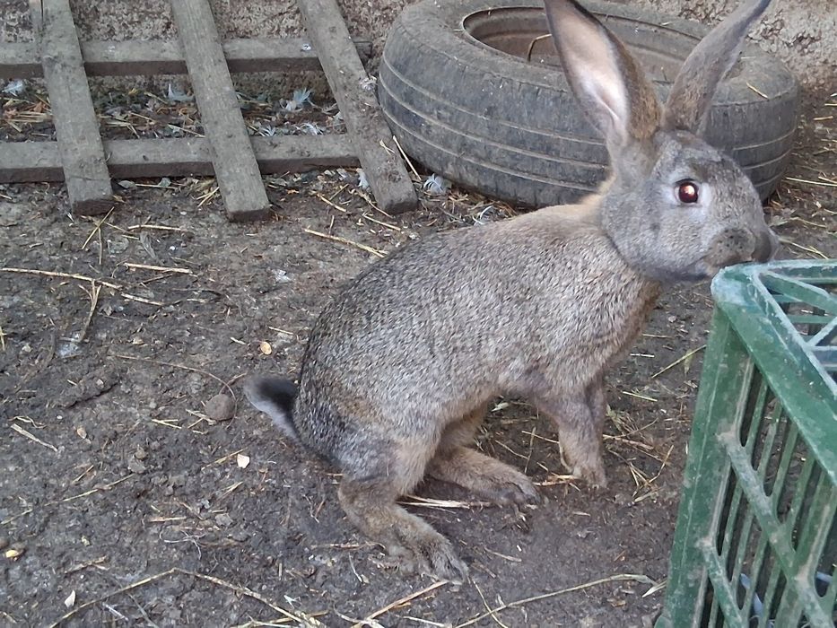 Epuri belgian pui