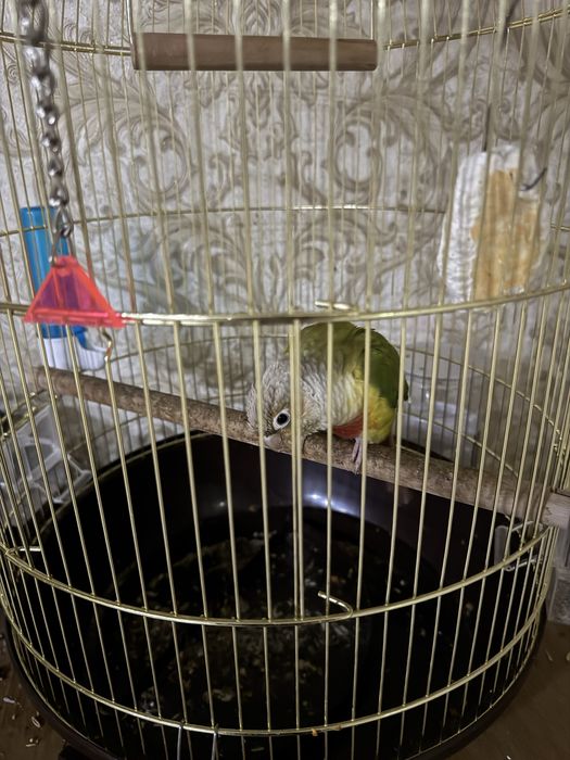 Продам попугая пиррури с клеткой