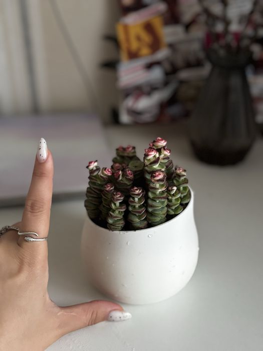 Крассула rupestris (Crassula rupestris)