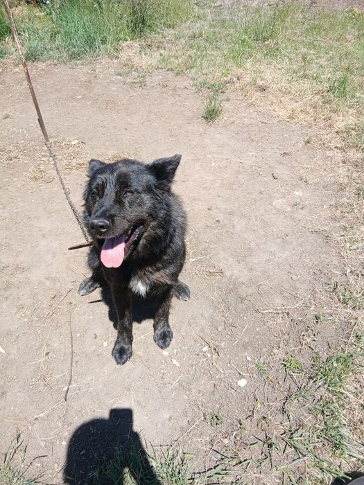 Ofer spre adopție