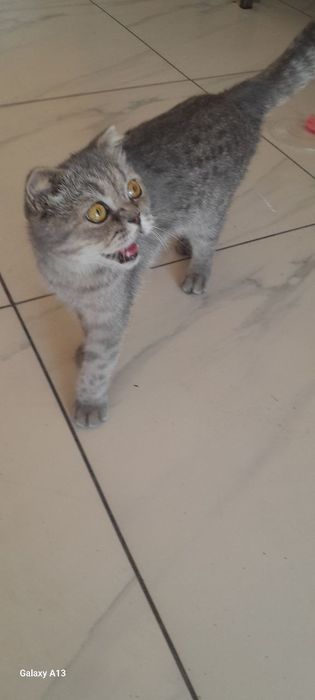 mushuk zotini bilmayman