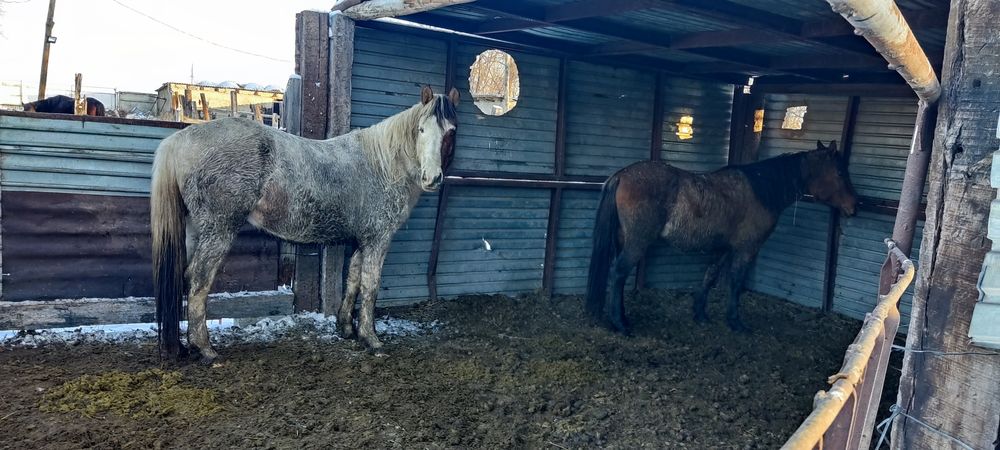 Айғыр дөнендер сатылады