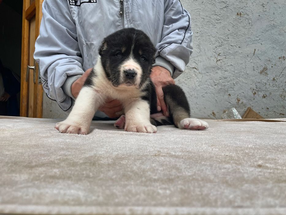 Шенок Алабая ( супер гигант ) чистокровный