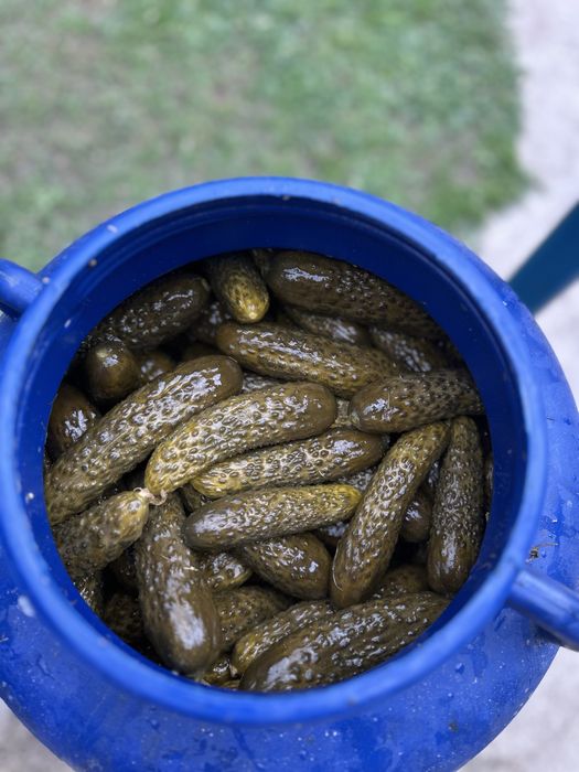 Castraveti murati la saramura