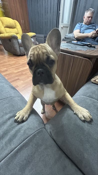 Французкий Бульдог