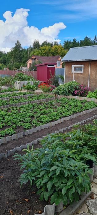 Дачу в обществе Гудок