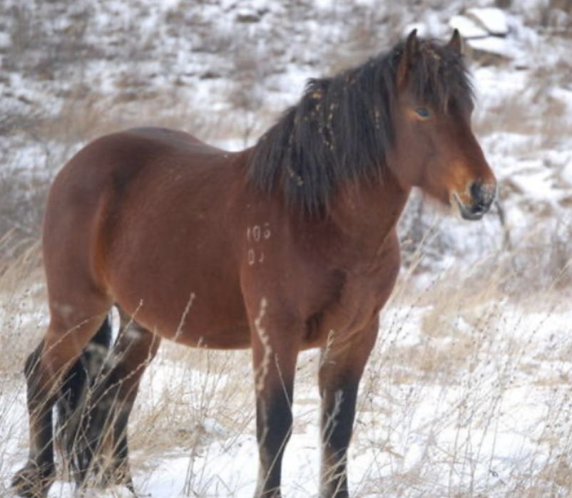 Продам жеребцов ново алтайских
