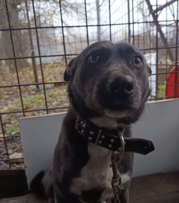 Donez -Numai pentru iubitorii adevarati de animale