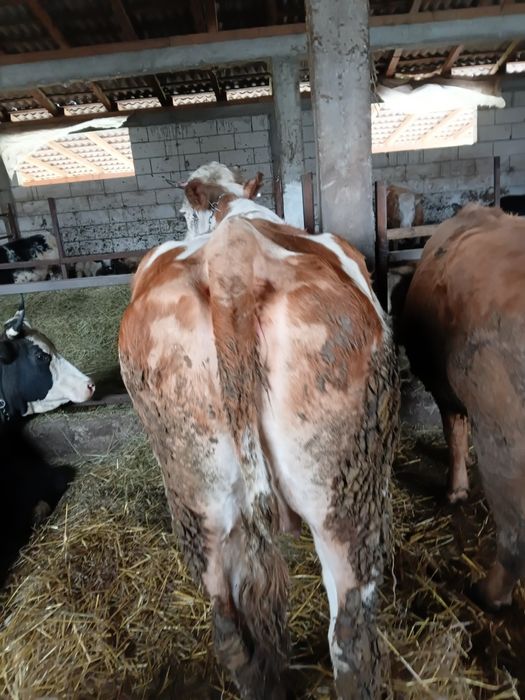 Vand vaca gestanta de 8 luni