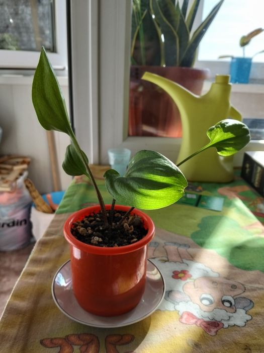 Продам комнатные цветы