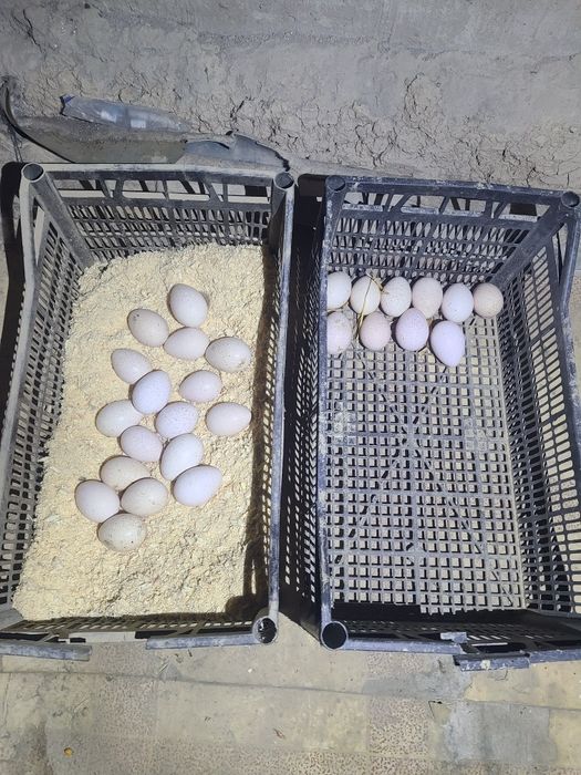 Kurka bor  17 tasi makiyon 4 tasi xo‘roz