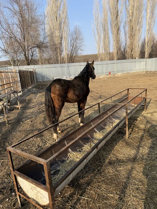 Продам жиребенка 1 год