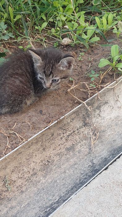 котята в хорошие руки