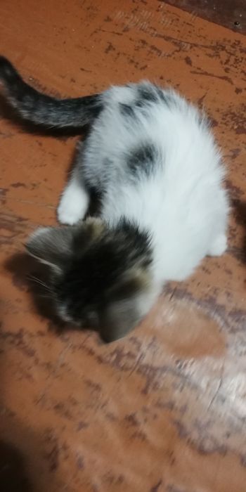 Животные домашние котята