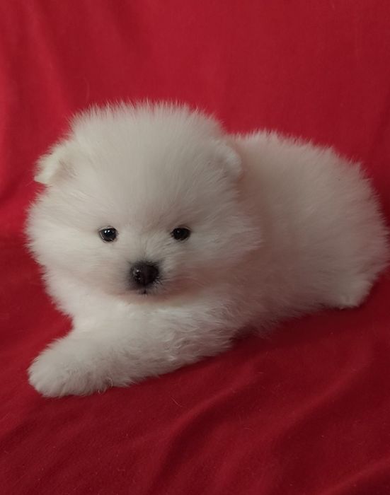 Мальчики и девочки шпица