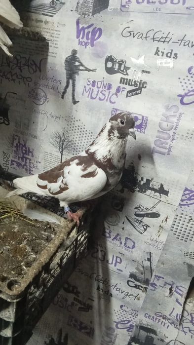 Срочно продам галубей