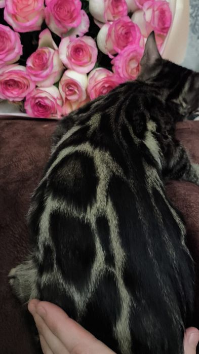 Золотые Девчушки : БЕНГАЛЬСКИЕ