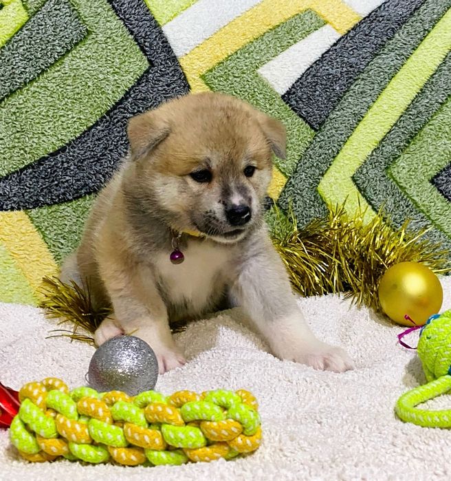 Японская Акита-Ину