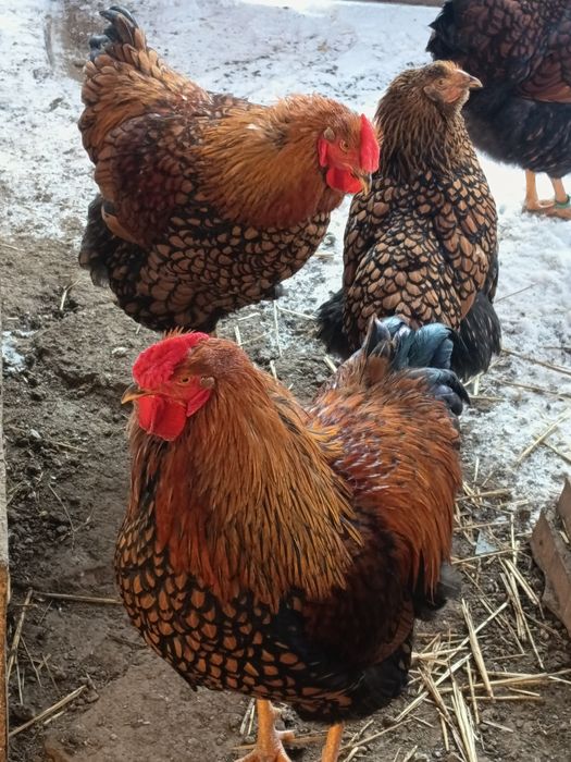 Vând doi cocoși din 2005