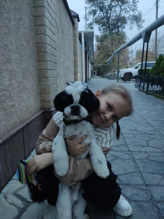 Мальчик ши тцу ищет девочку.