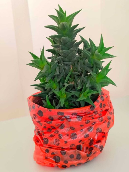 Комнатный цветок Хавортия