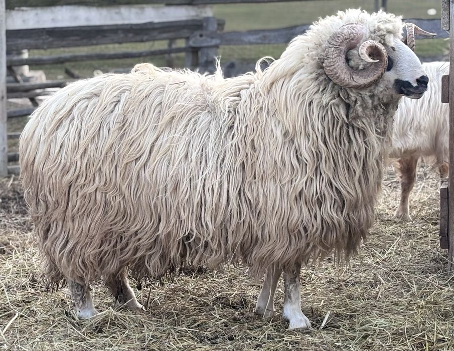 Oi si Berbeci de vanzare!