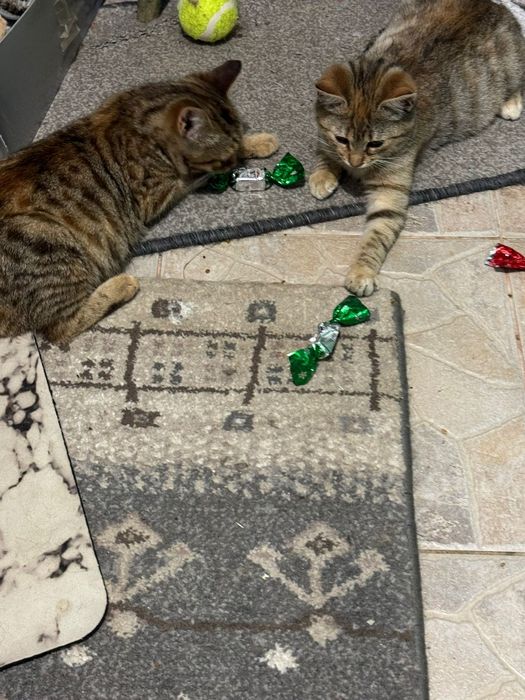 Pisicute spre adoprie