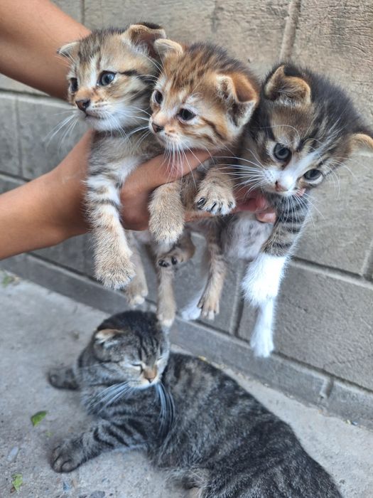 Шотландские кошки