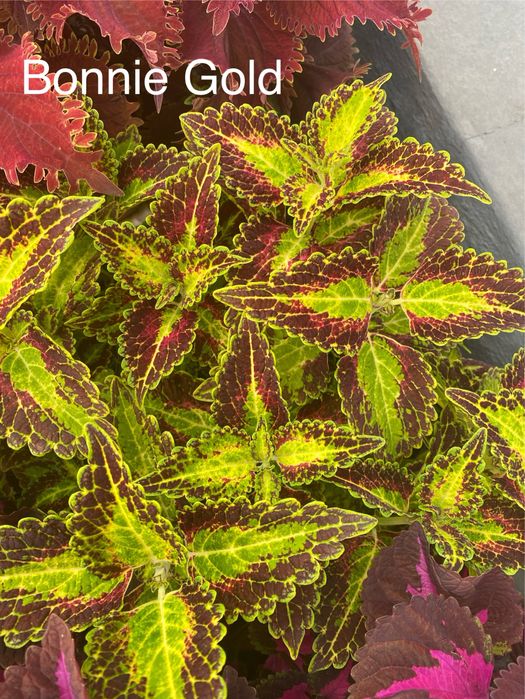 Укорененные черенки сортовых колеусов