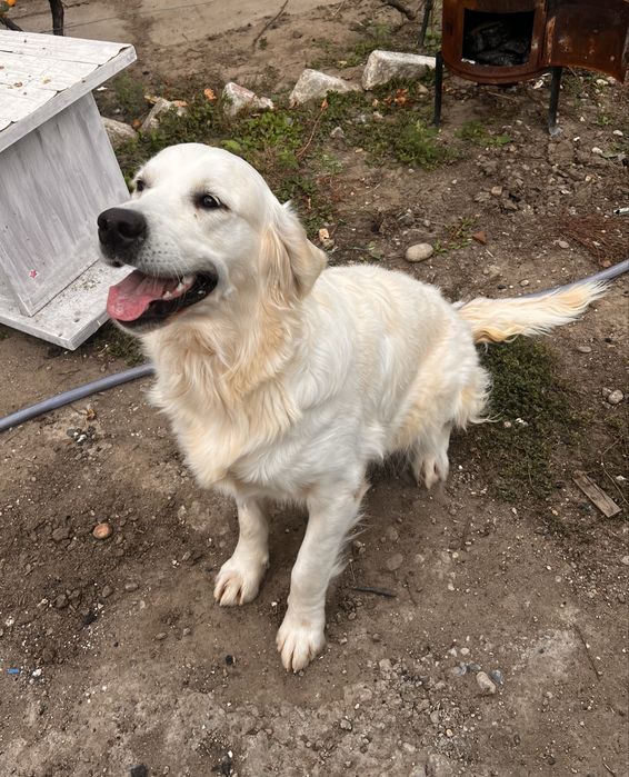 Golden Retriever – Femelă Crem