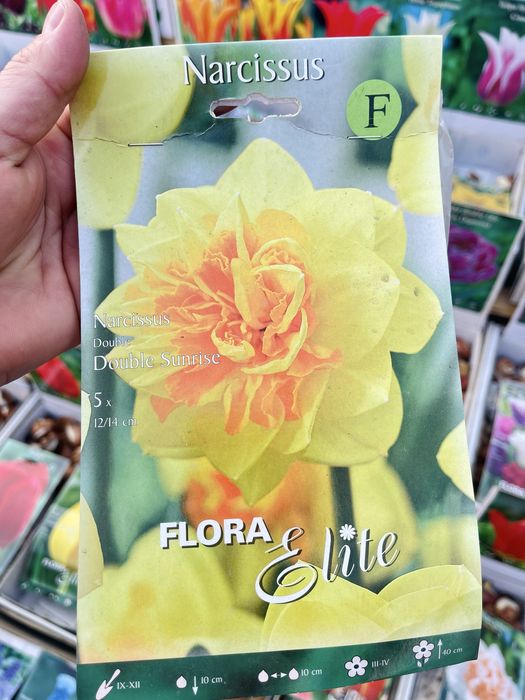 Нарциссы сортовые