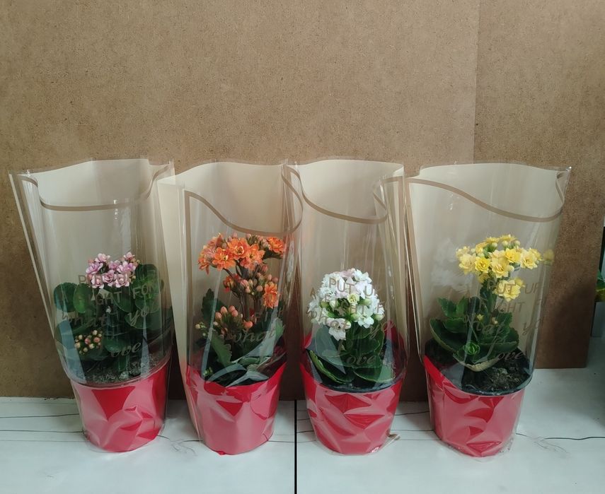 Герань Каланхоэ местный адаптирован