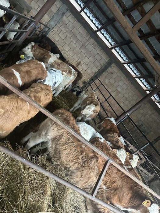 15 taurasi baltati angus si belga