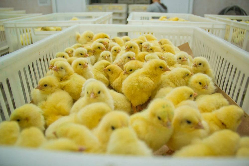 Продам цыплят, утят, гусят