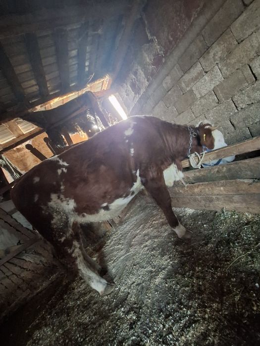 Vand juninca baltata romaneasca