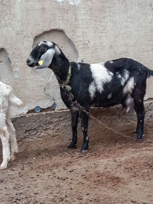 Асыл тұқымды Нуби сүтті ешкі сатылады