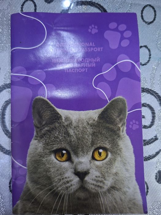 Британ киз мушукларни учрашувга таклиф килади .