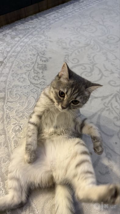Продаётся котёнок Скоттиш страйт