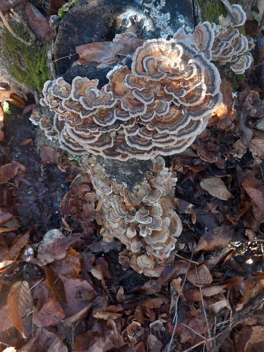 Coada curcanului ciuperca medicinala