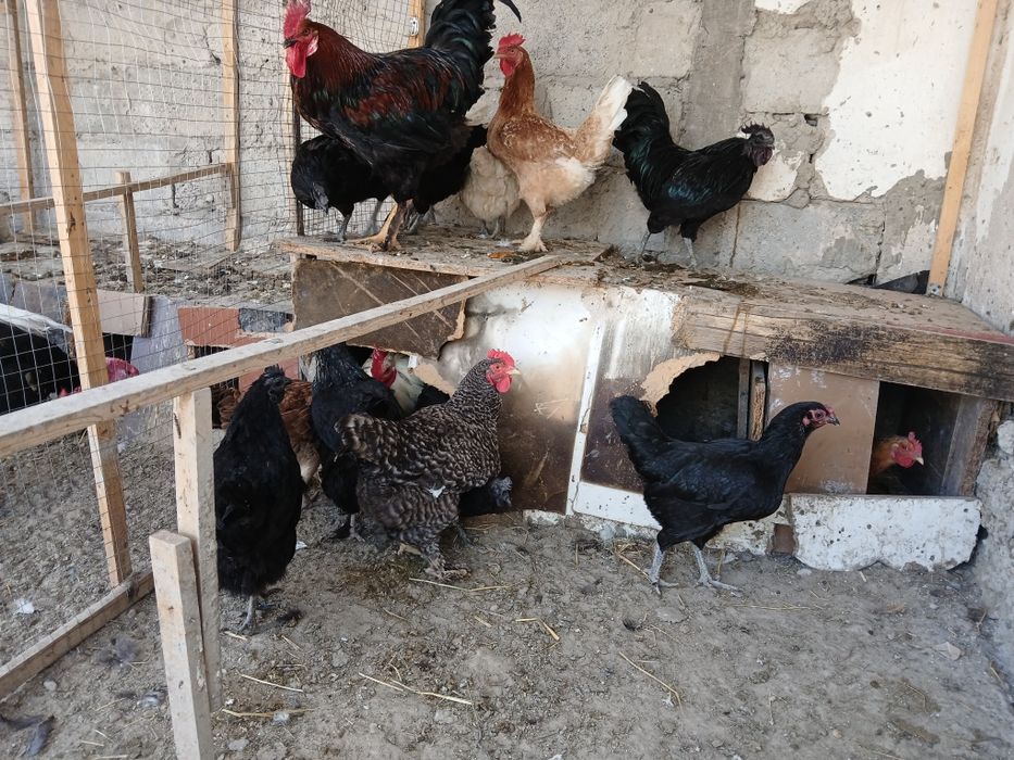 Xonaki Tovug'lar sotiladi tuxumda donasi 150 ming