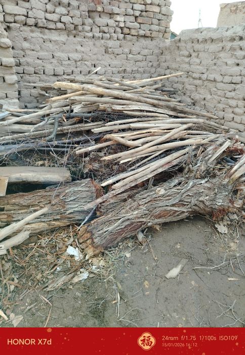 Шарқырауық, әри жайдың төбесине бастырыуғада болатын ағашлар